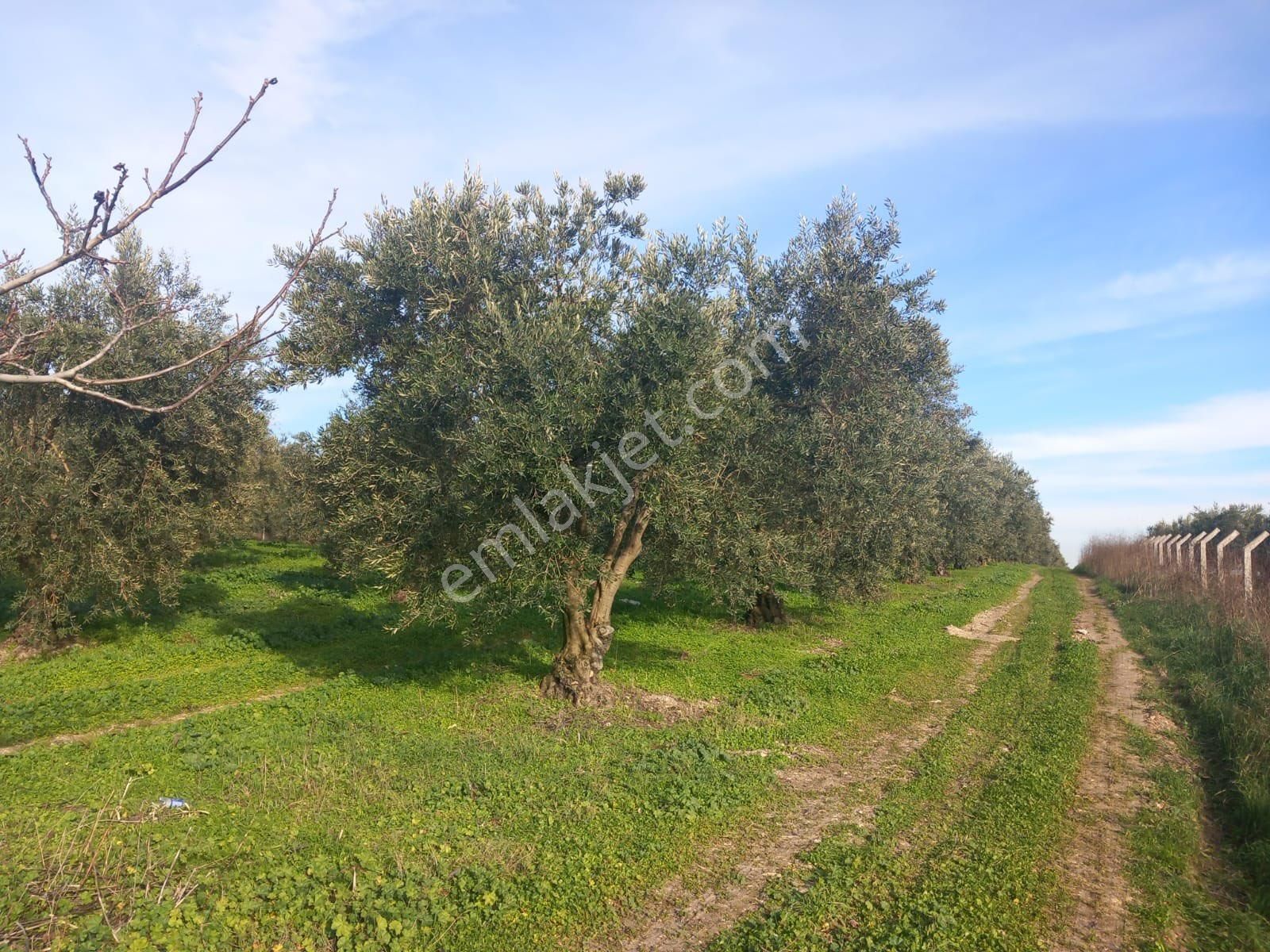 🔴burcu’dan Bandırma Doğa Köyünde 24 Dönüm Tek Tapu Yatırımlık Zeytinlik🔴 - Görsel 10