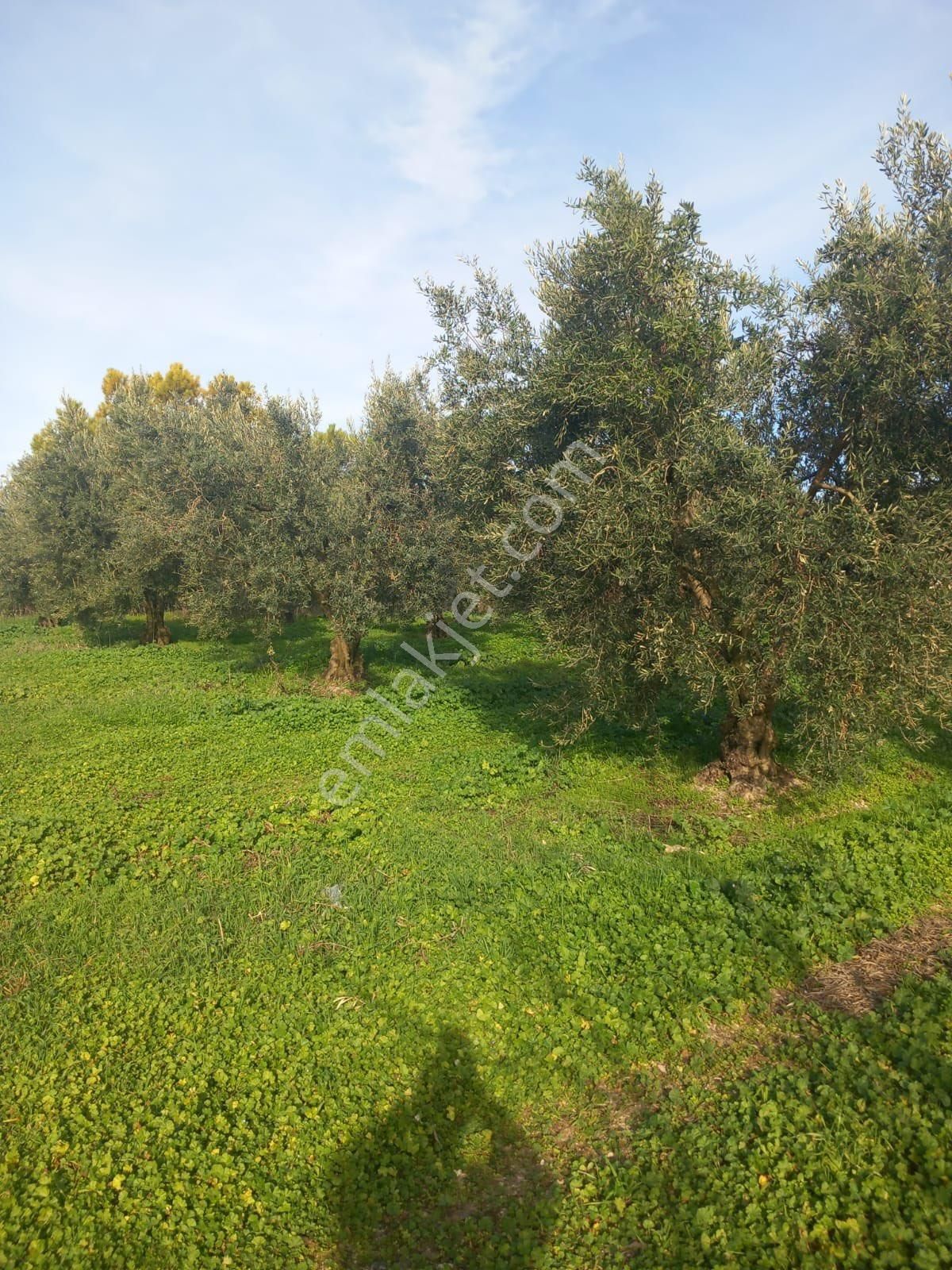 🔴burcu’dan Bandırma Doğa Köyünde 24 Dönüm Tek Tapu Yatırımlık Zeytinlik🔴 - Görsel 12