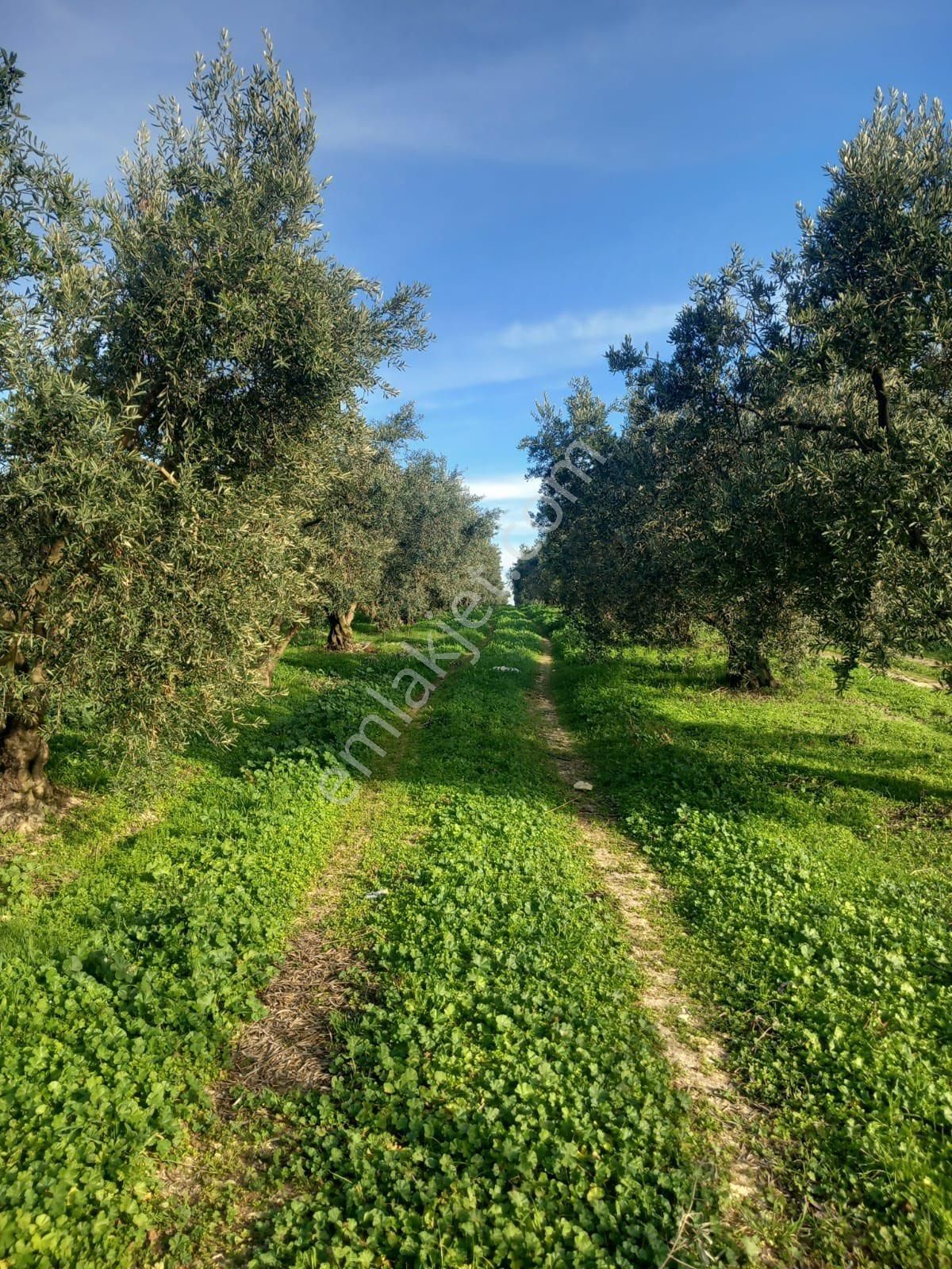 🔴burcu’dan Bandırma Doğa Köyünde 24 Dönüm Tek Tapu Yatırımlık Zeytinlik🔴 - Görsel 9
