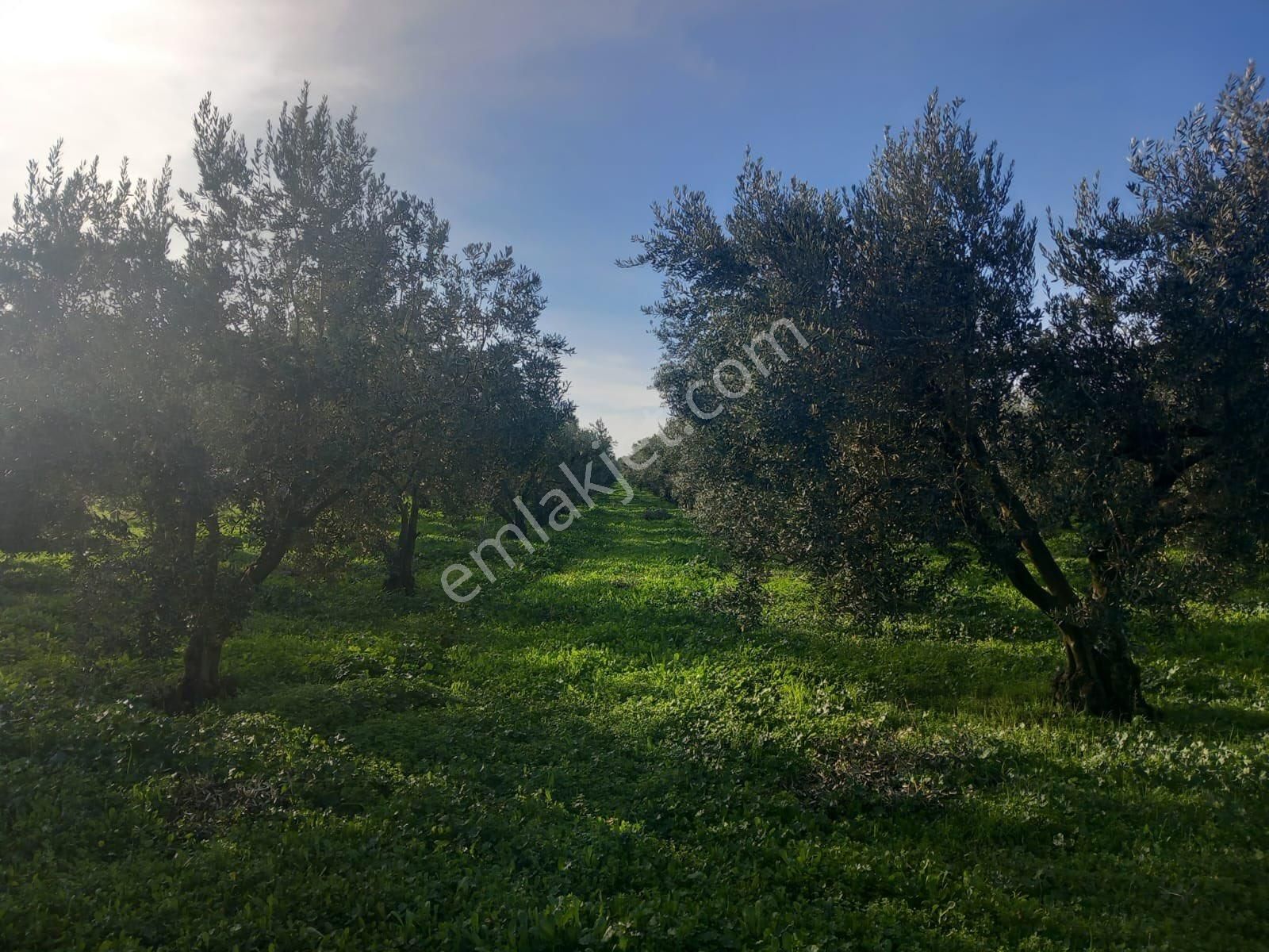 🔴burcu’dan Bandırma Doğa Köyünde 24 Dönüm Tek Tapu Yatırımlık Zeytinlik🔴 - Görsel 5