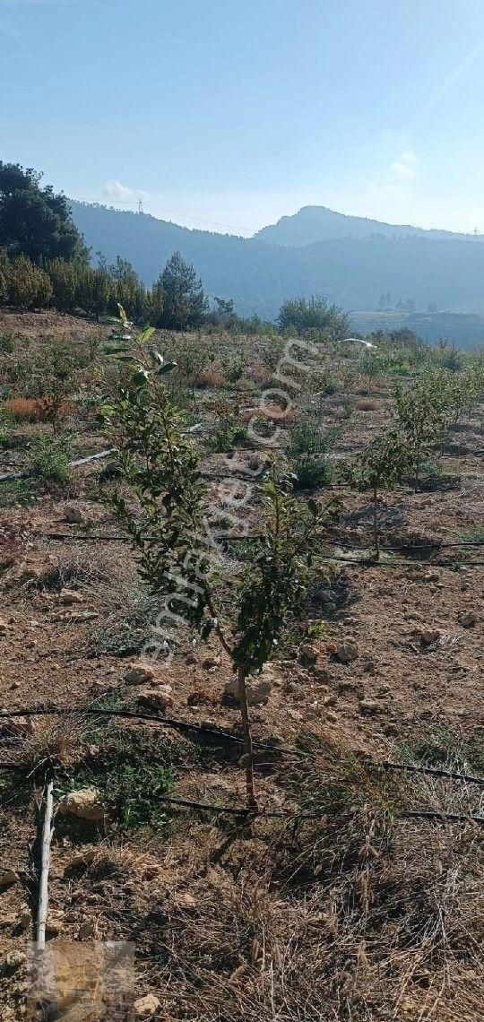 Asya' Dan Mezitli Kuzucu Satılık Manzaralı Bahçe Sulama Sistemli - Görsel 3