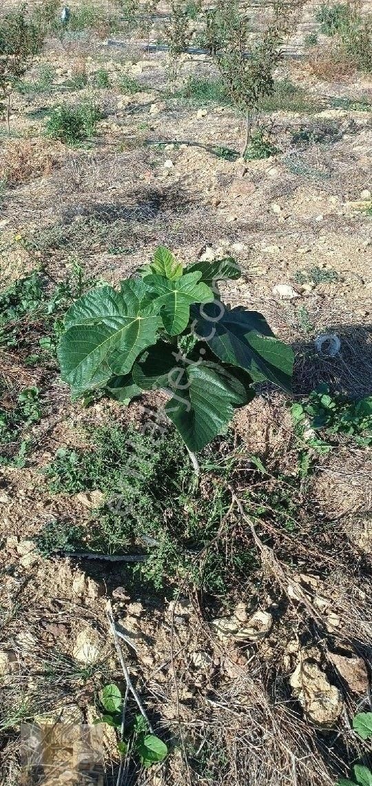 Asya' Dan Mezitli Kuzucu Satılık Manzaralı Bahçe Sulama Sistemli - Görsel 4