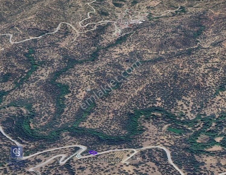 İzmir Bayındırda Satılık Farklı Konumlarda Zeytinlik Arazileri - Görsel 24