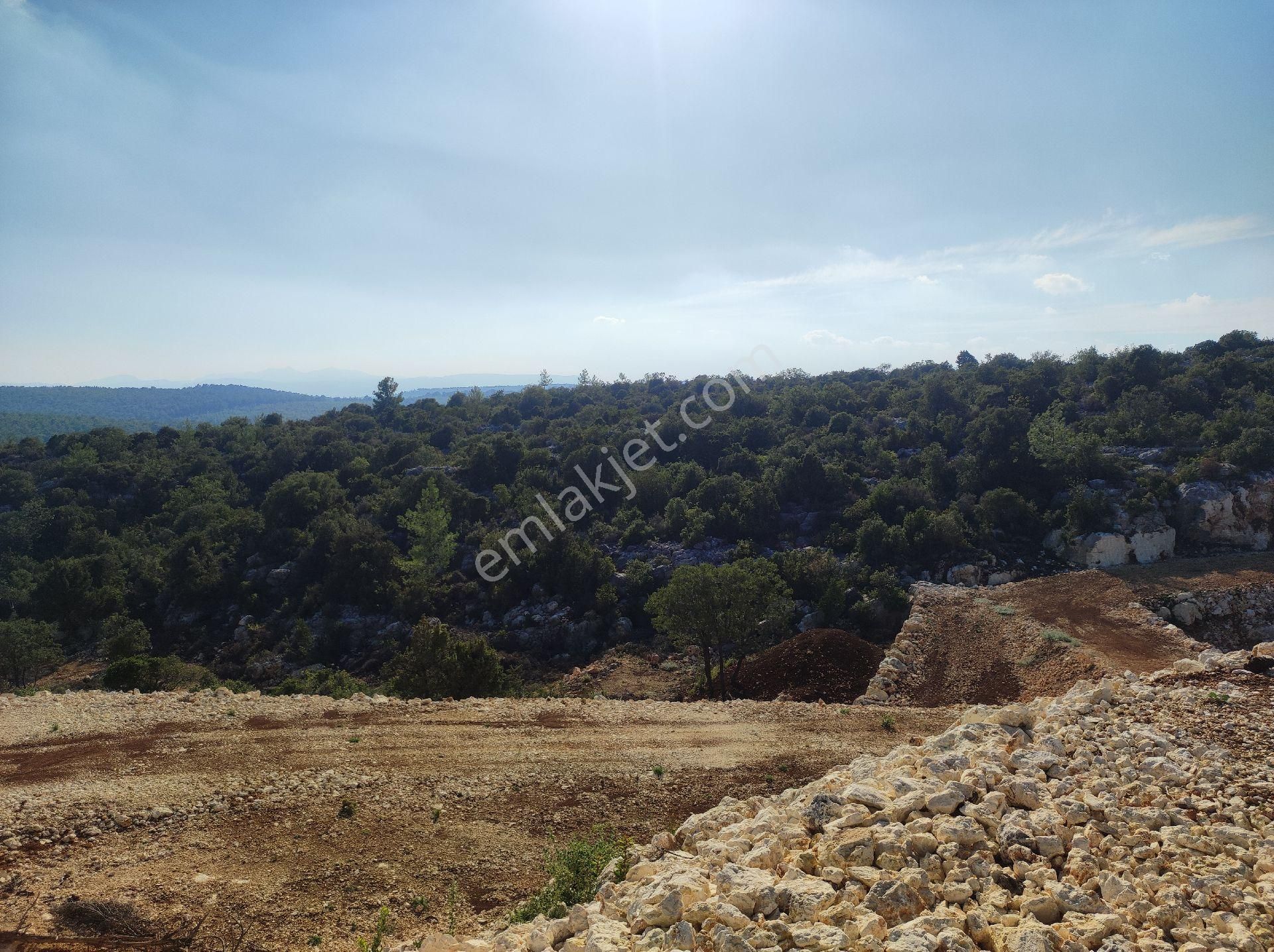 Çam Ormanı Ve Yüksek Görünümlü Deniz Manzaralı - Görsel 7