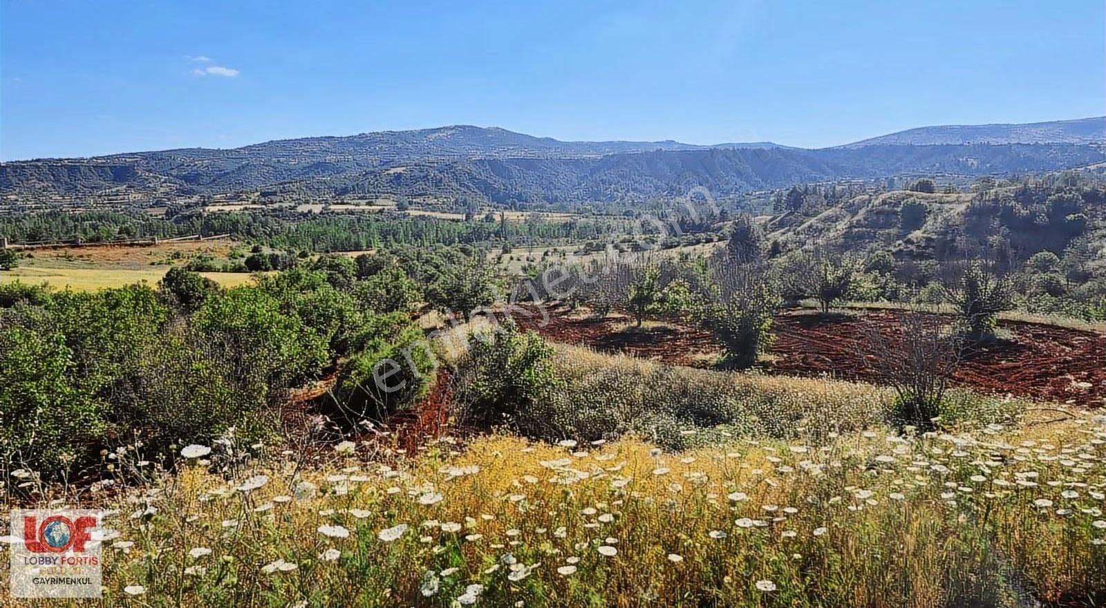 Lobby Fortisten Menderes Nehri Kenarında Satılık Ceviz Bahçesi