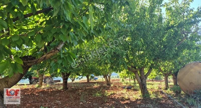 Lobby Fortisten Menderes Nehri Kenarında Satılık Ceviz Bahçesi - Görsel 3