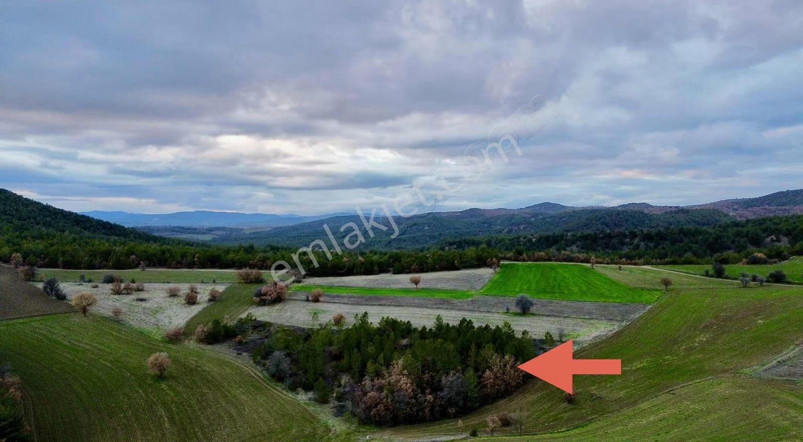 Göynük Karardıç Köyünde 4724 M2 Satılık Arazi - Görsel 2