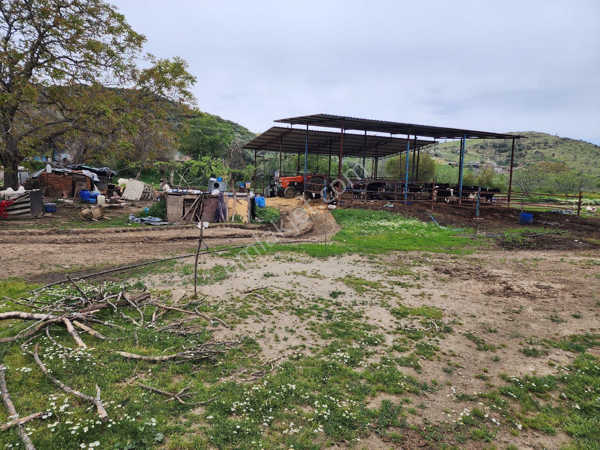 Kiralık Çiftlik Tire İzmir - Görsel 19