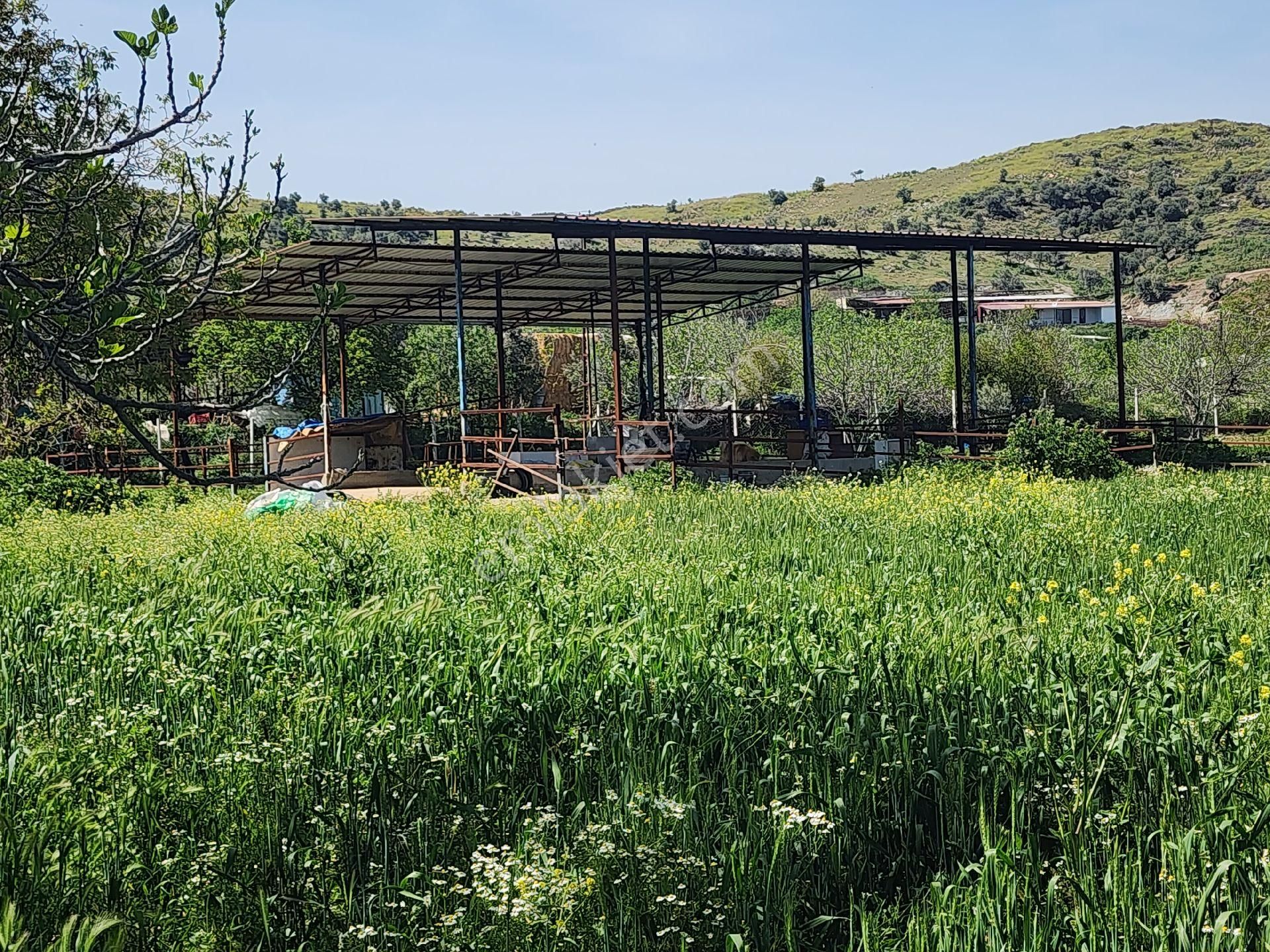 Kiralık Çiftlik Tire İzmir - Görsel 2