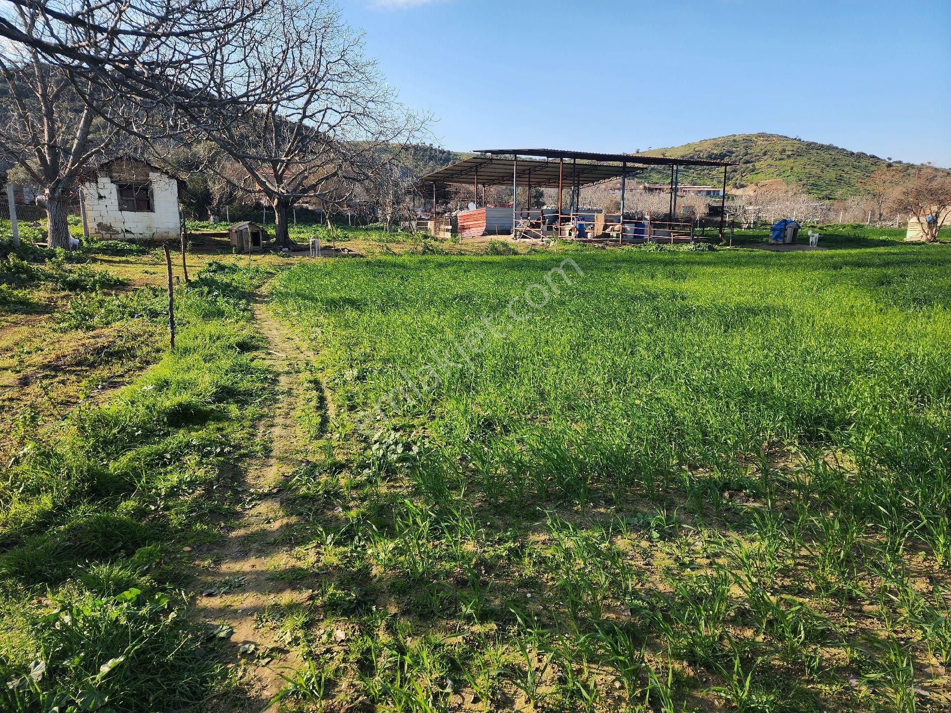 Kiralık Çiftlik Tire İzmir - Görsel 10