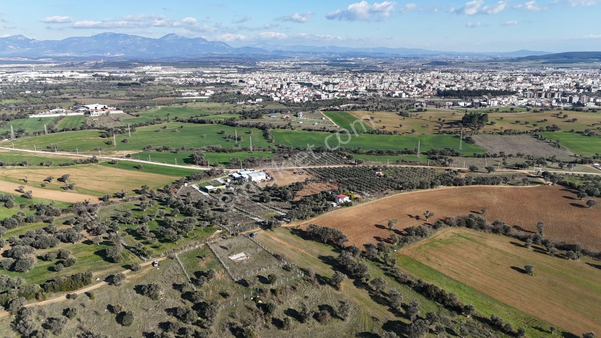 İzmir Menderes Görece-akçaköy Arasında 1727 M2 Taksimli Tepe Tarla - Görsel 25