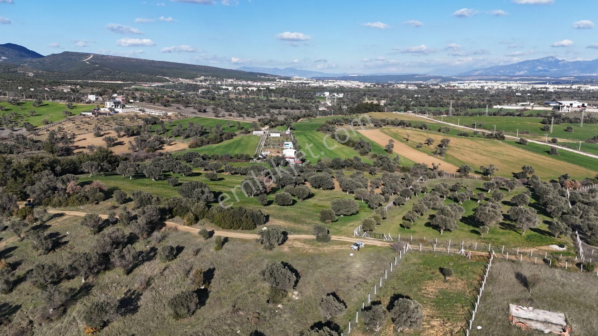 İzmir Menderes Görece-akçaköy Arasında 1727 M2 Taksimli Tepe Tarla - Görsel 7