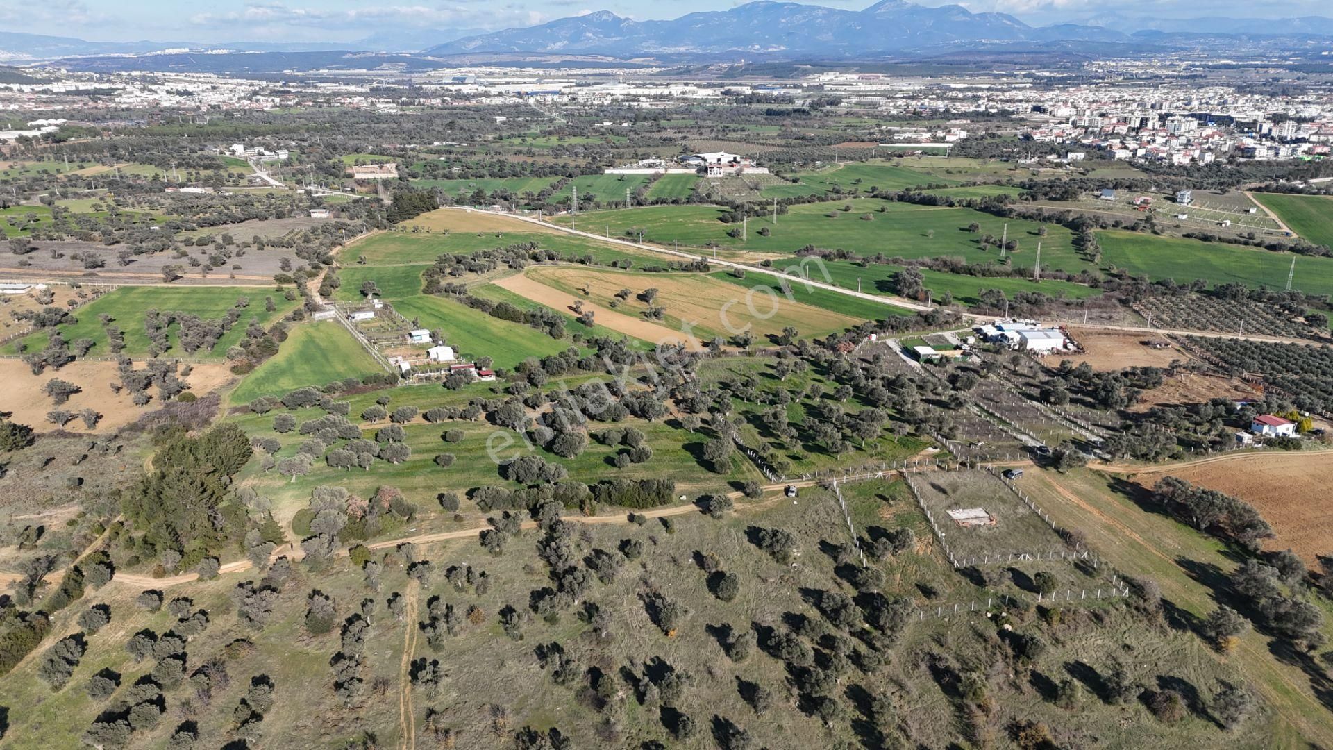 İzmir Menderes Görece-akçaköy Arasında 1727 M2 Taksimli Tepe Tarla - Görsel 27