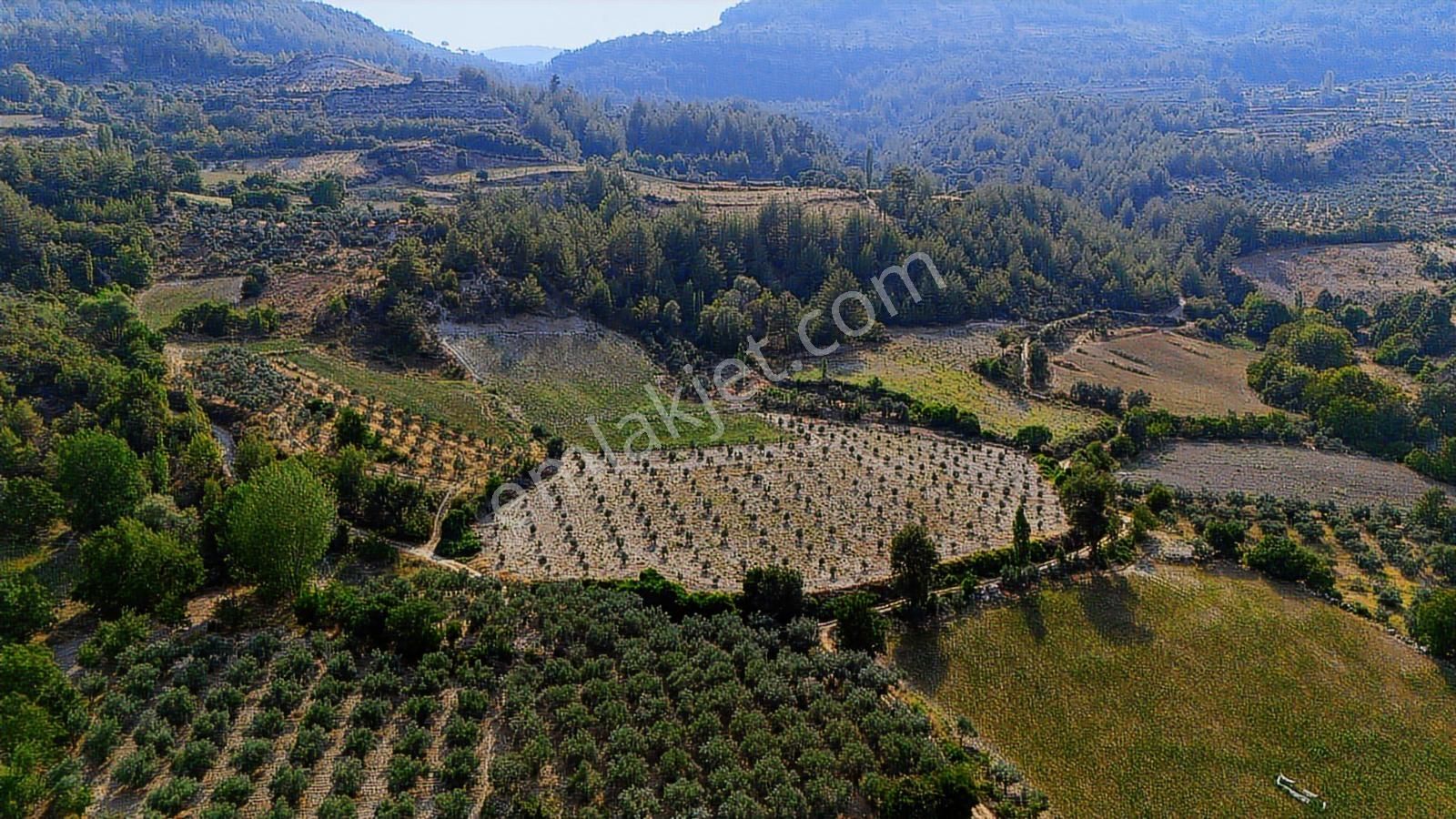 Esençay'da İçinde 337 Zeytin Ağacı Olan 16 Dönüm Tarıma Hazır - Görsel 34