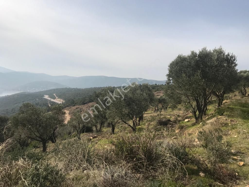 Mordoğan Emlaktan Panoramik Deniz Manzaralı 5018m2 Satılık Tarla - Görsel 11