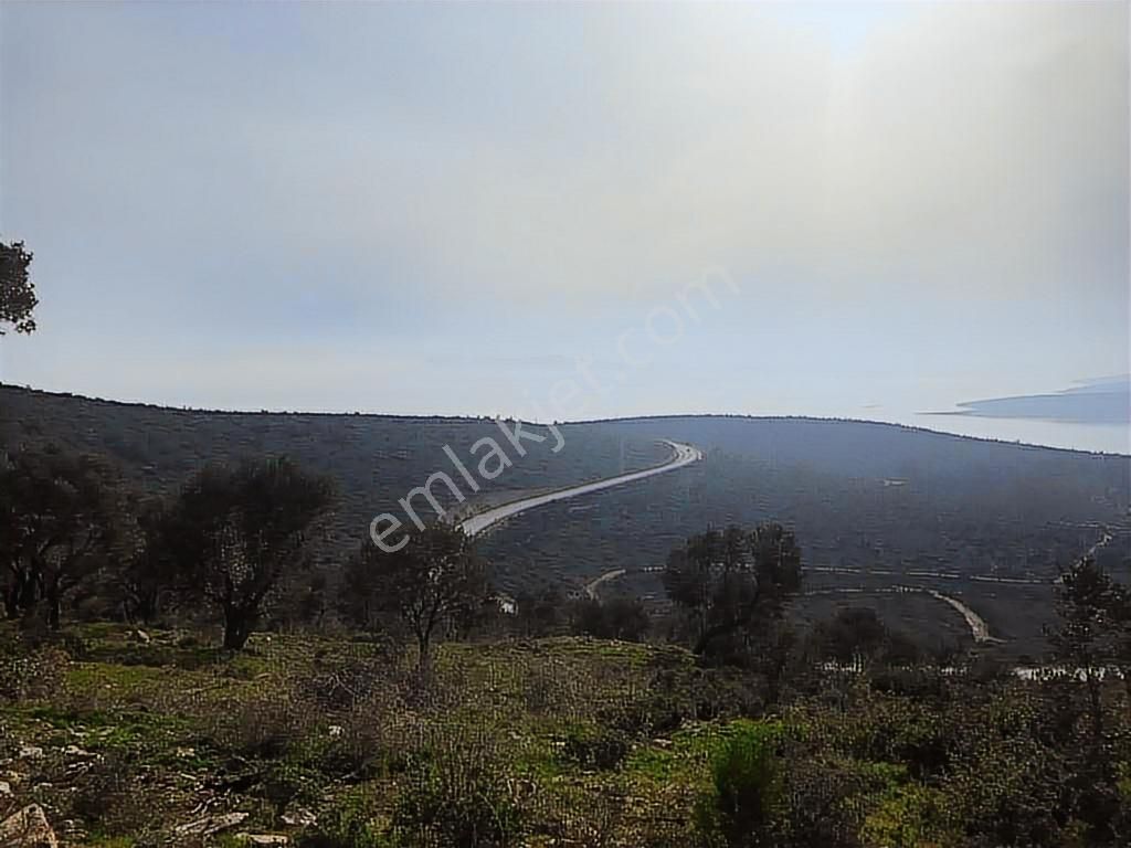 Mordoğan Emlaktan Panoramik Deniz Manzaralı 5018m2 Satılık Tarla - Görsel 8