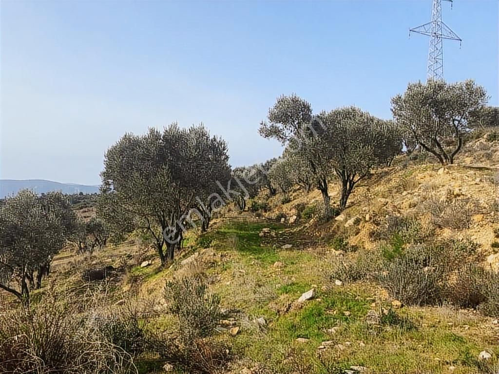 Mordoğan Emlaktan Panoramik Deniz Manzaralı 5018m2 Satılık Tarla - Görsel 18