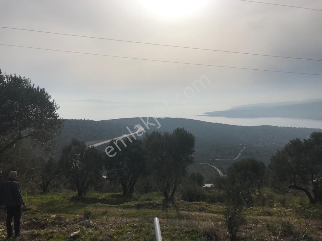 Mordoğan Emlaktan Panoramik Deniz Manzaralı 5018m2 Satılık Tarla - Görsel 12