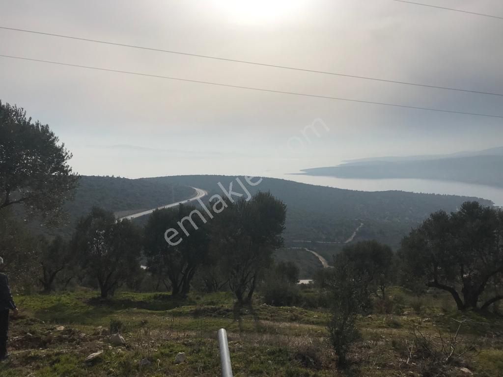 Mordoğan Emlaktan Panoramik Deniz Manzaralı 5018m2 Satılık Tarla - Görsel 13