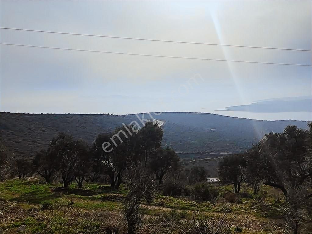 Mordoğan Emlaktan Panoramik Deniz Manzaralı 5018m2 Satılık Tarla - Görsel 26
