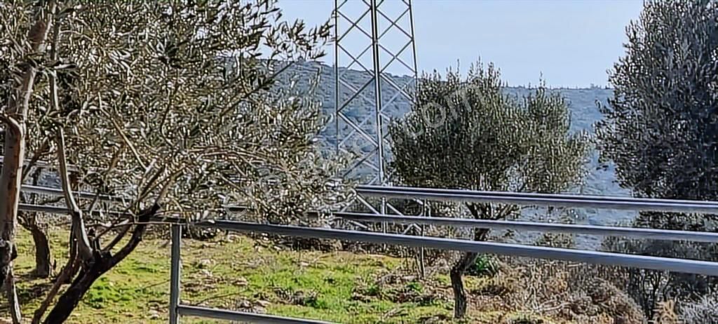Mordoğan Emlaktan Panoramik Deniz Manzaralı 5018m2 Satılık Tarla - Görsel 9