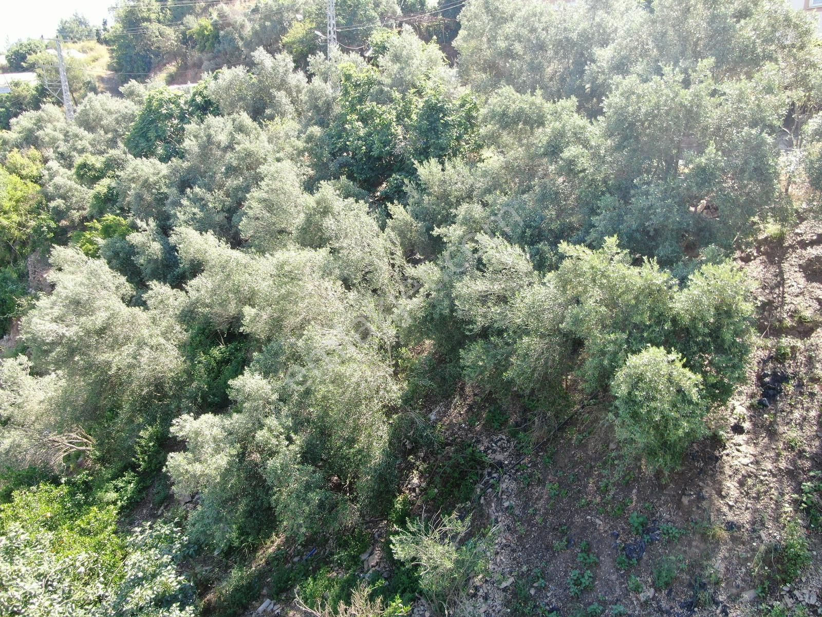 Alanya Soğukpınar Mah. Çaya Sıfır 1.437 M2 Satılık Tarla - Görsel 12