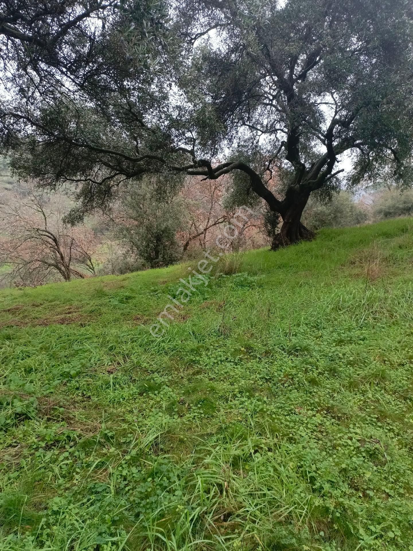 Aydın Nazilli Mescitli Mah Satılık Zeytinlik - Görsel 12