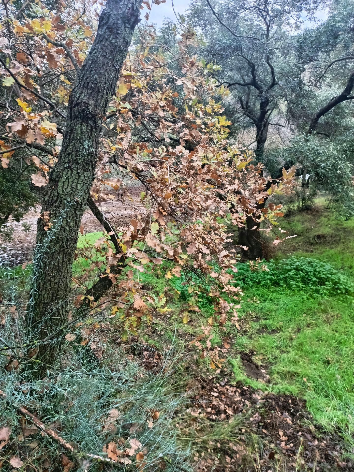 Aydın Nazilli Mescitli Mah Satılık Zeytinlik - Görsel 10