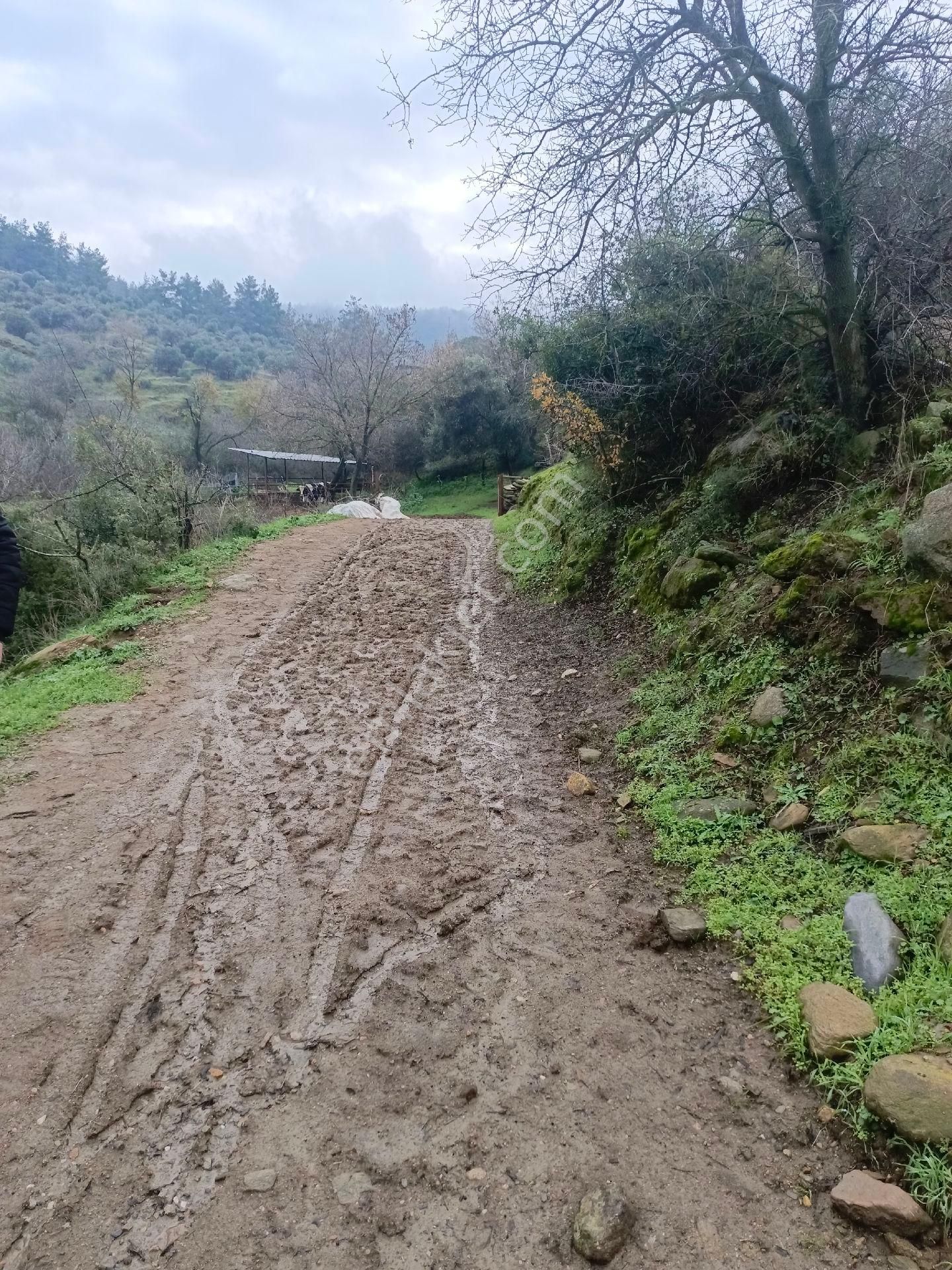 Aydın Nazilli Mescitli Mah Satılık Zeytinlik - Görsel 2