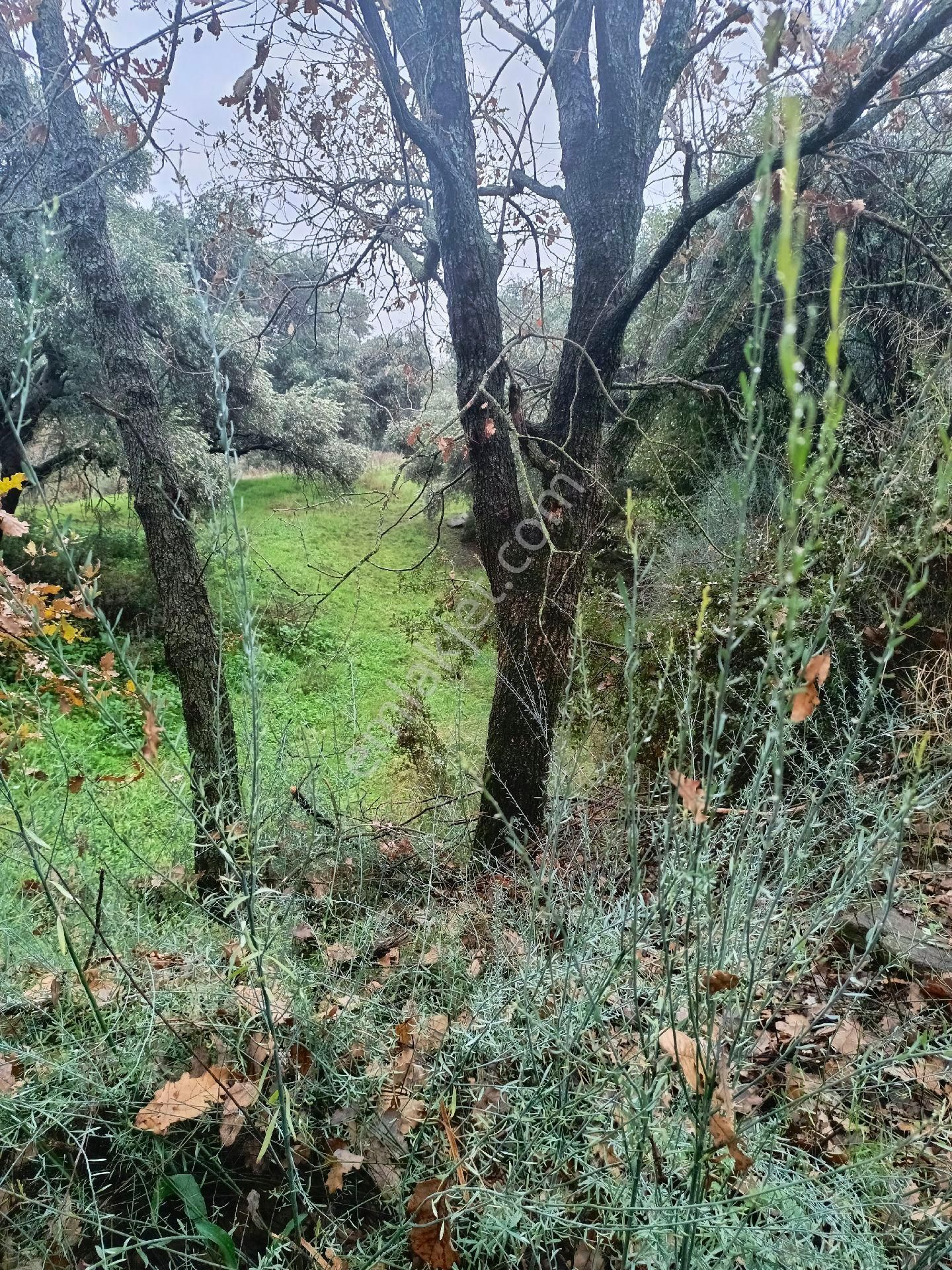 Aydın Nazilli Mescitli Mah Satılık Zeytinlik - Görsel 13