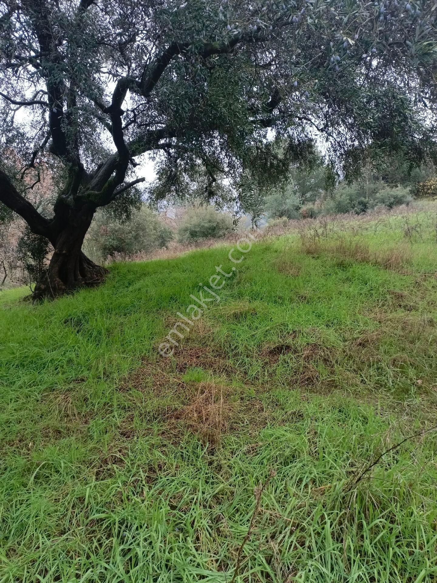 Aydın Nazilli Mescitli Mah Satılık Zeytinlik - Görsel 9
