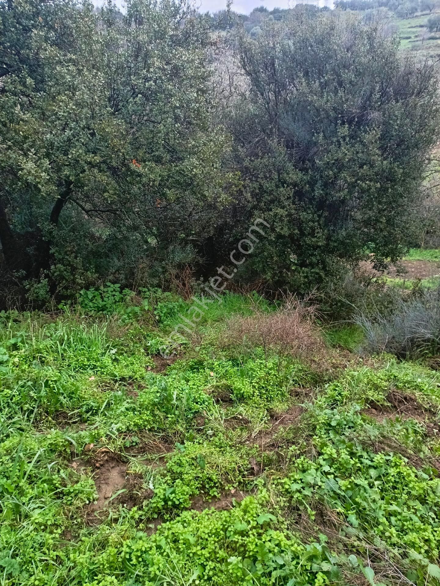 Aydın Nazilli Mescitli Mah Satılık Zeytinlik - Görsel 5