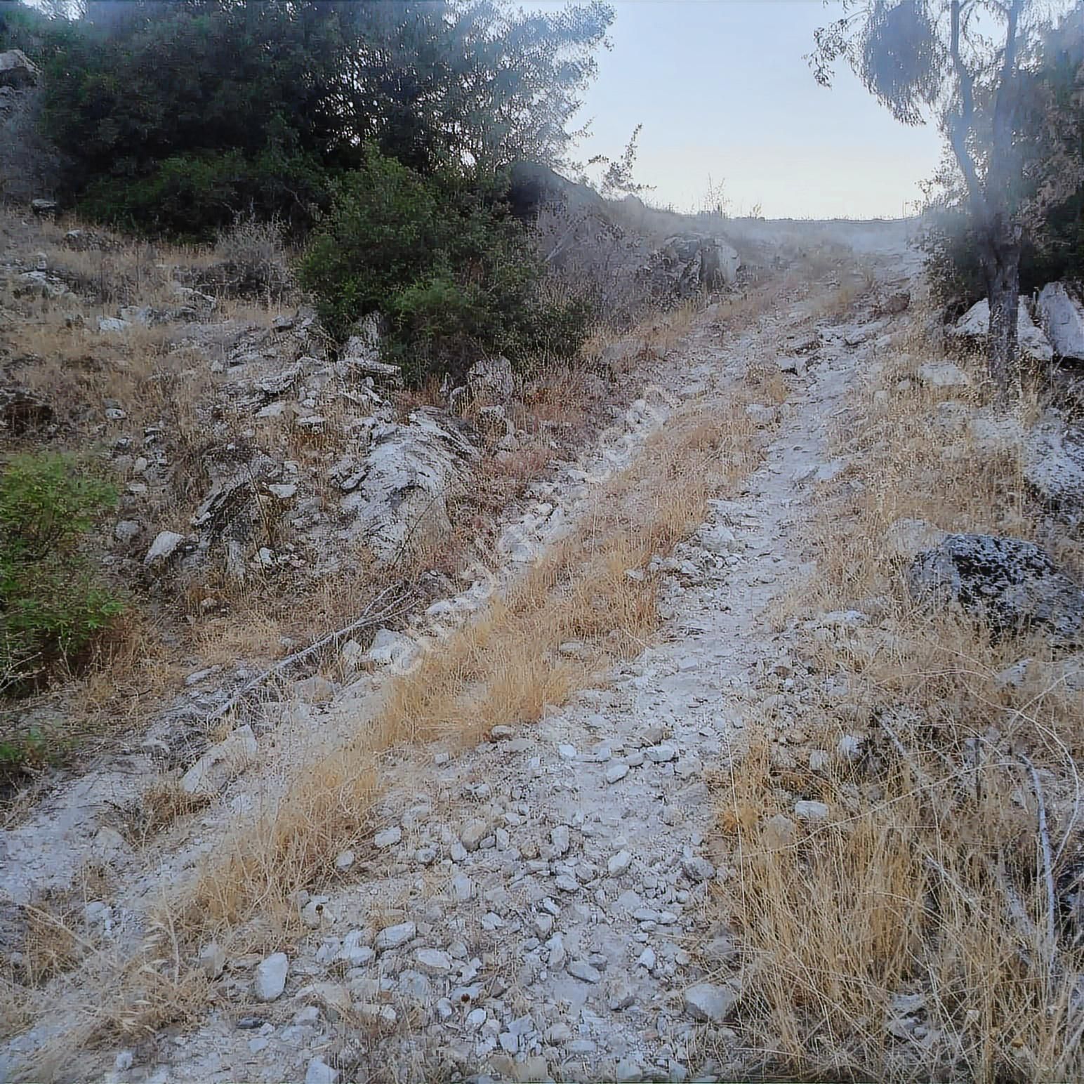 Aydın Söke Güzeltepe De Muhteşem Ova Manzaralı Satılık Zeytinlik