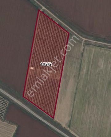 Çukurova Havalimanı Yanında 28 Dönüm Tek Tapu Satılık Nar Bahçeli Tarla - Görsel 3