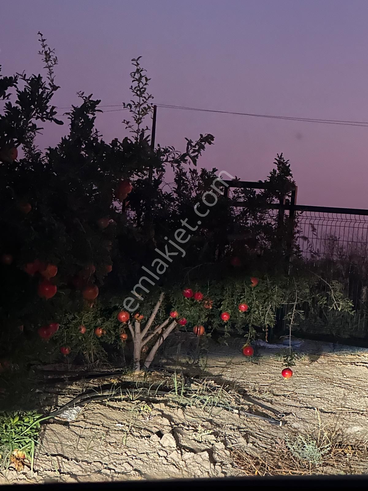 Çukurova Havalimanı Yanında 28 Dönüm Tek Tapu Satılık Nar Bahçeli Tarla - Görsel 11