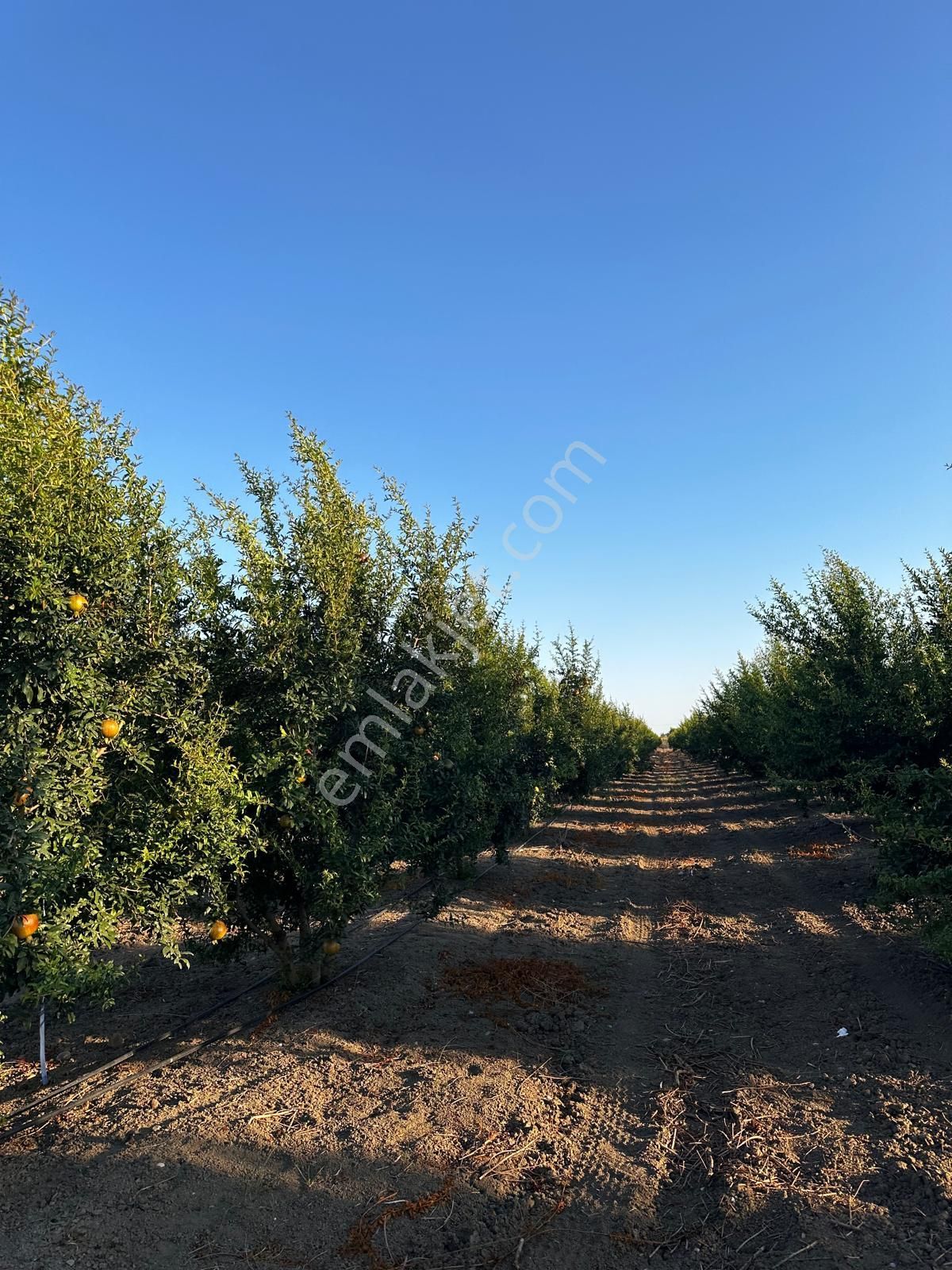 Çukurova Havalimanı Yanında 28 Dönüm Tek Tapu Satılık Nar Bahçeli Tarla - Görsel 6