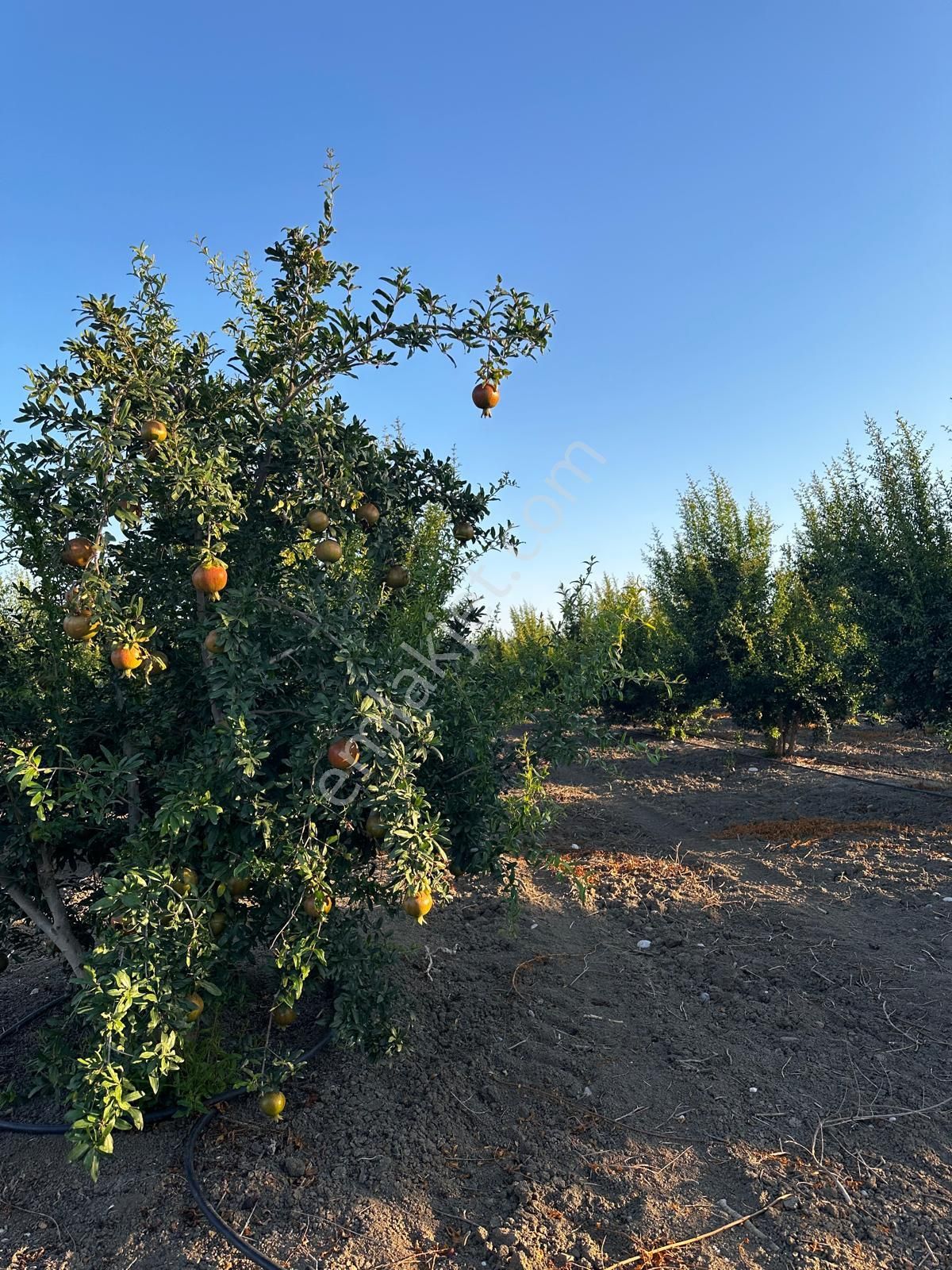 Çukurova Havalimanı Yanında 28 Dönüm Tek Tapu Satılık Nar Bahçeli Tarla - Görsel 7
