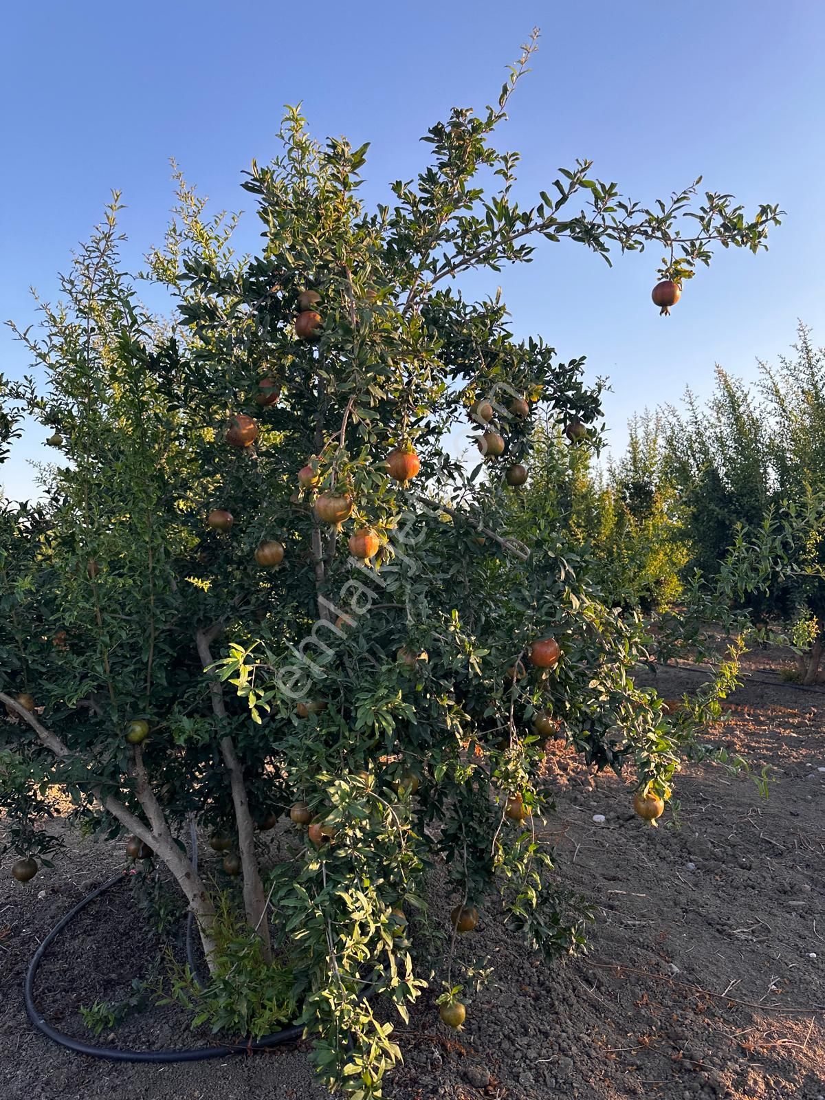 Çukurova Havalimanı Yanında 28 Dönüm Tek Tapu Satılık Nar Bahçeli Tarla - Görsel 10