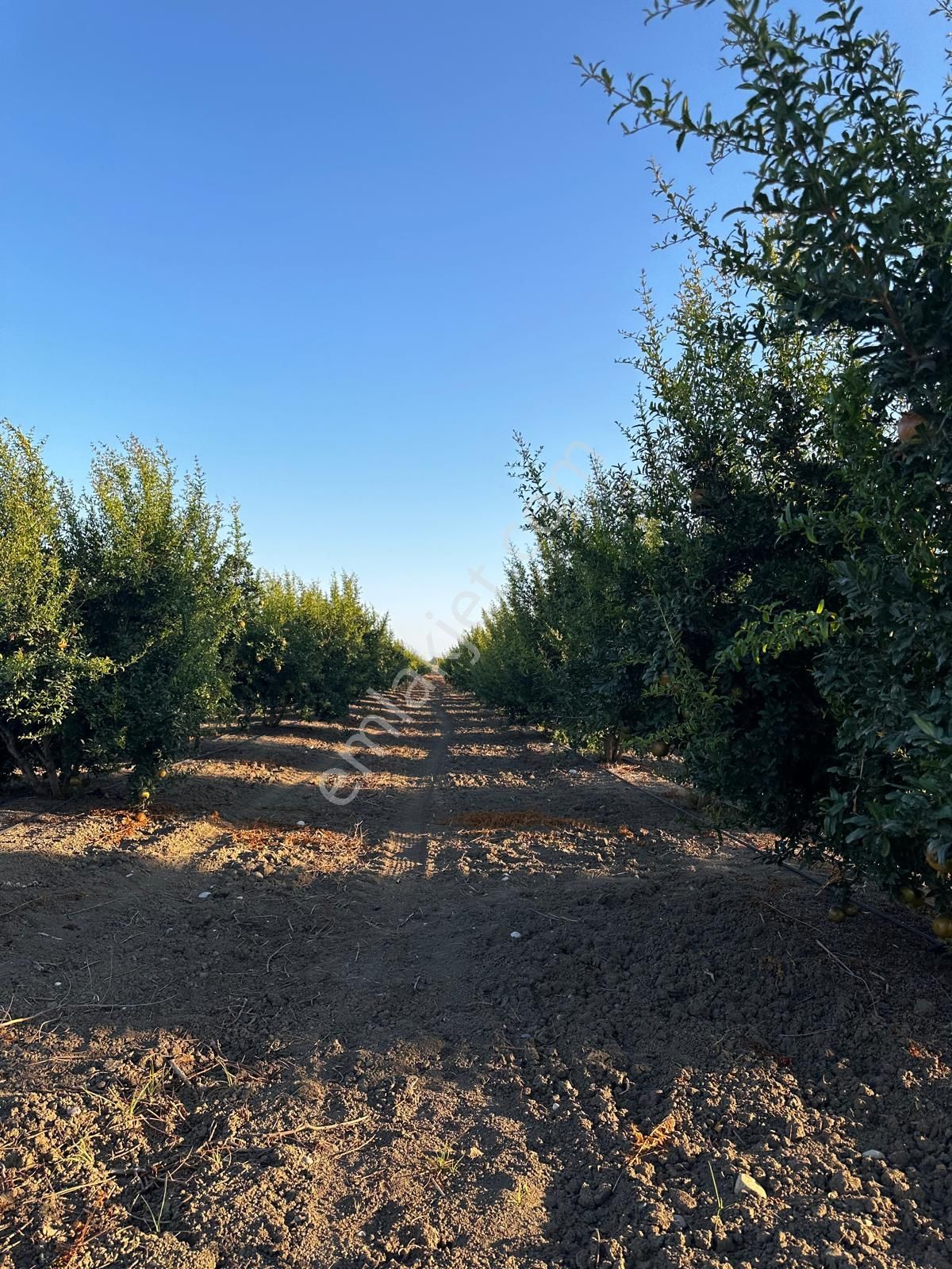 Çukurova Havalimanı Yanında 28 Dönüm Tek Tapu Satılık Nar Bahçeli Tarla - Görsel 5