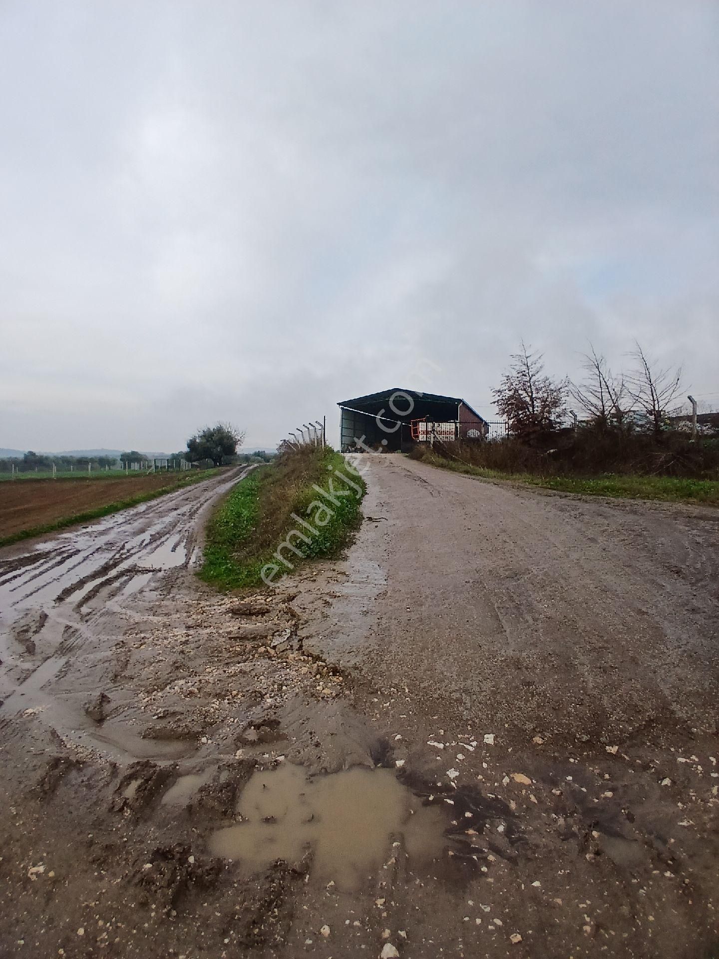 Teira Emlaktan Doyranlı Köy İcinde Satılık Tarla - Görsel 5