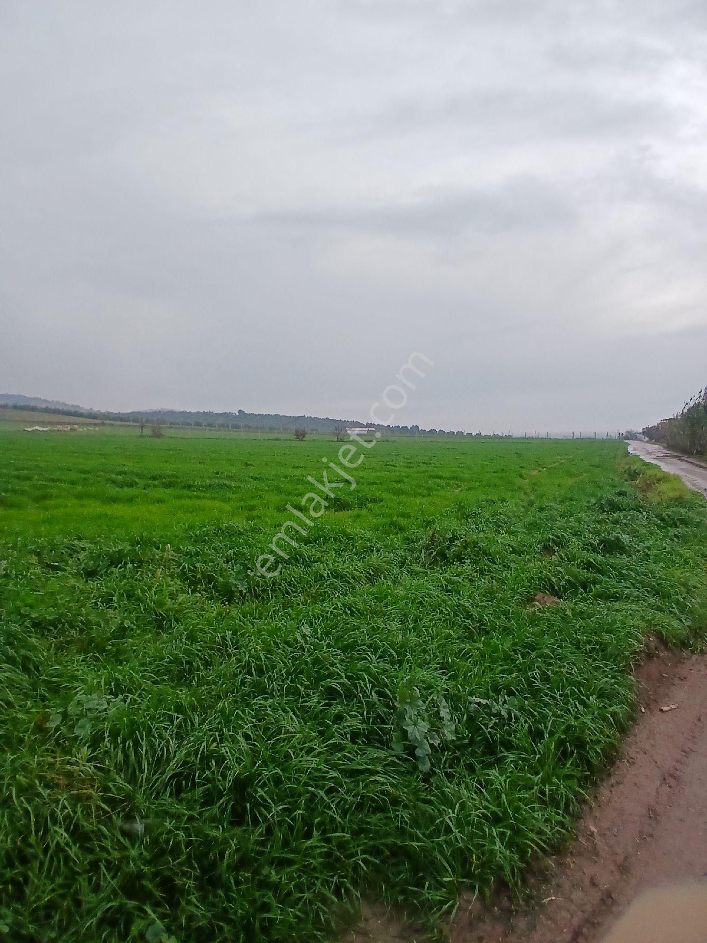 Teira Emlaktan Doyranlı Köy İcinde Satılık Tarla - Görsel 8