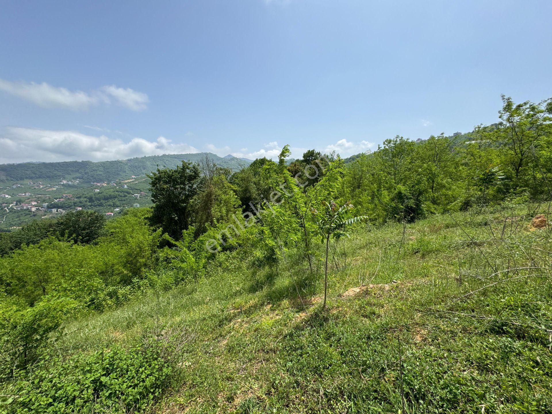 Trabzon Yeşilhisar 1.477 M2 Doğa Manzaralı Satılık Arsa - Görsel 17
