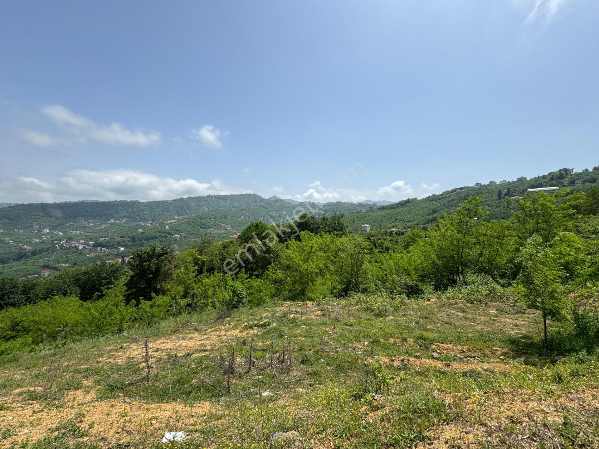 Trabzon Yeşilhisar 1.477 M2 Doğa Manzaralı Satılık Arsa - Görsel 6