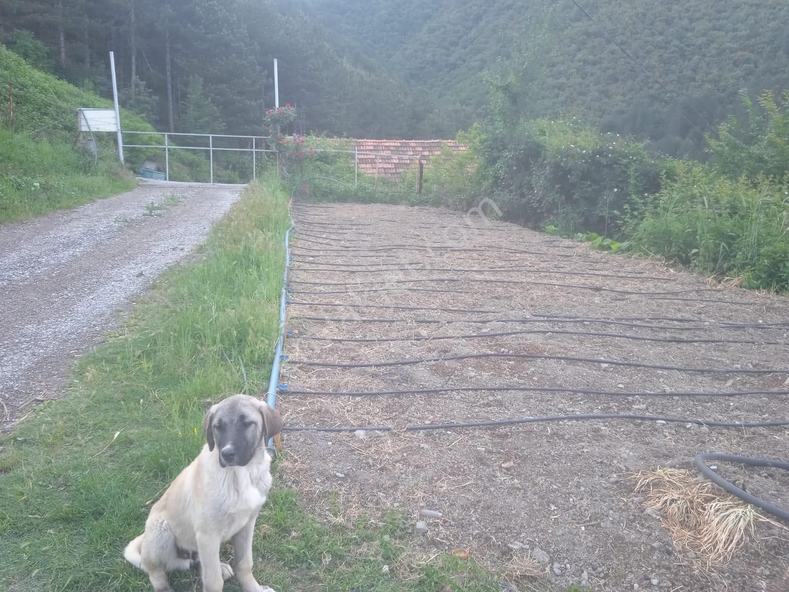 Karabük Kapullu Mahallesinde Bulunan Bahçeli Kagir Ev Ve Ahır, - Görsel 4