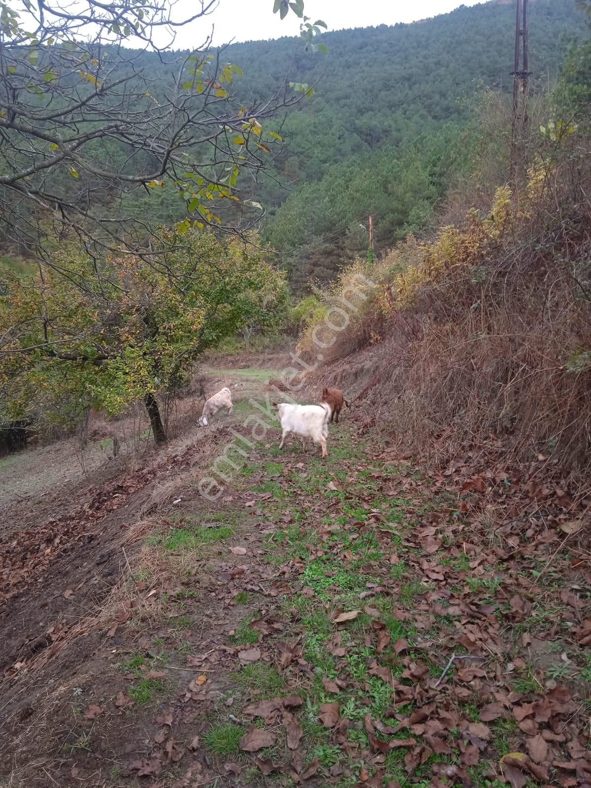 Karabük Kapullu Mahallesinde Bulunan Bahçeli Kagir Ev Ve Ahır, - Görsel 11