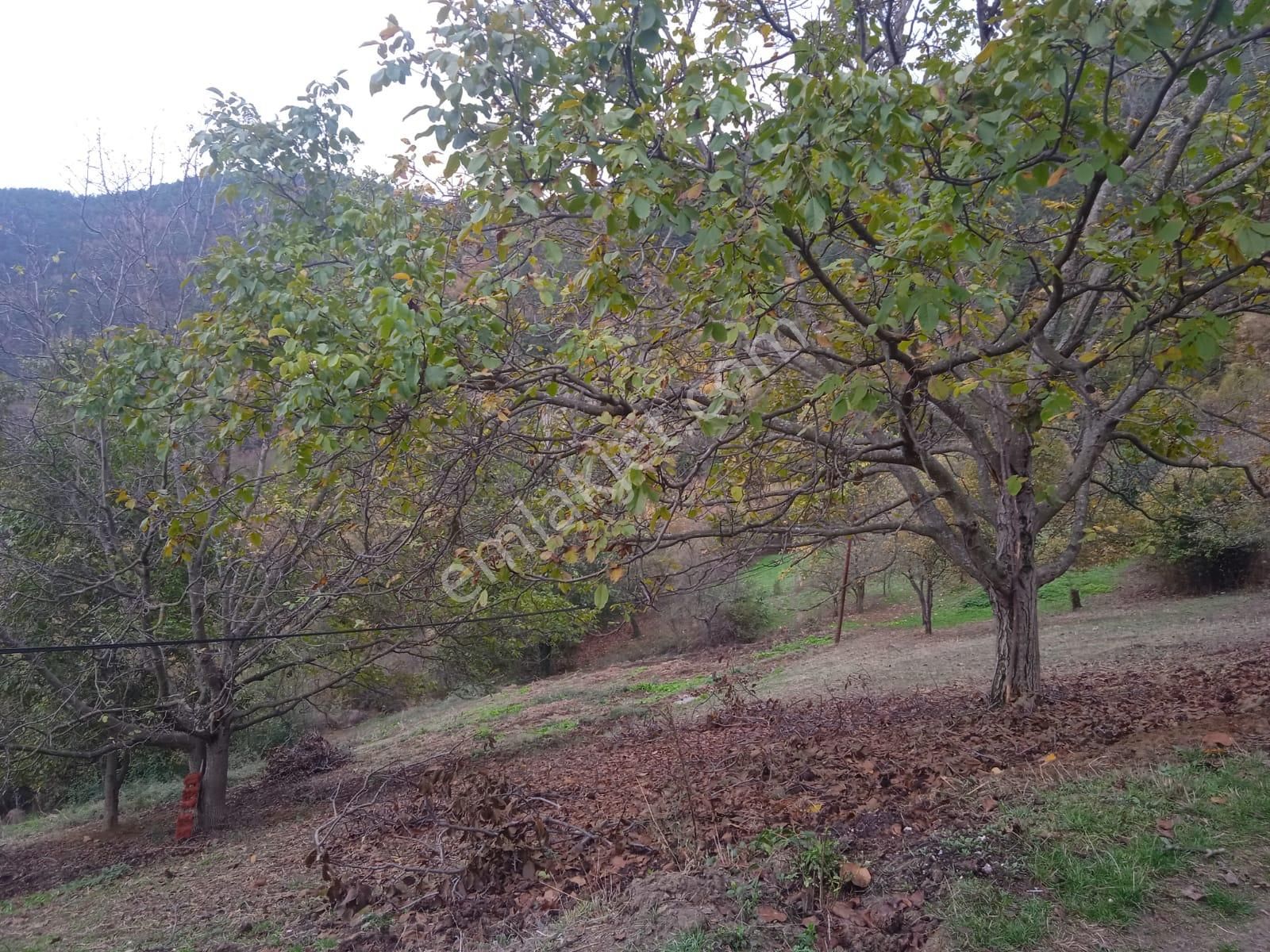 Karabük Kapullu Mahallesinde Bulunan Bahçeli Kagir Ev Ve Ahır, - Görsel 14