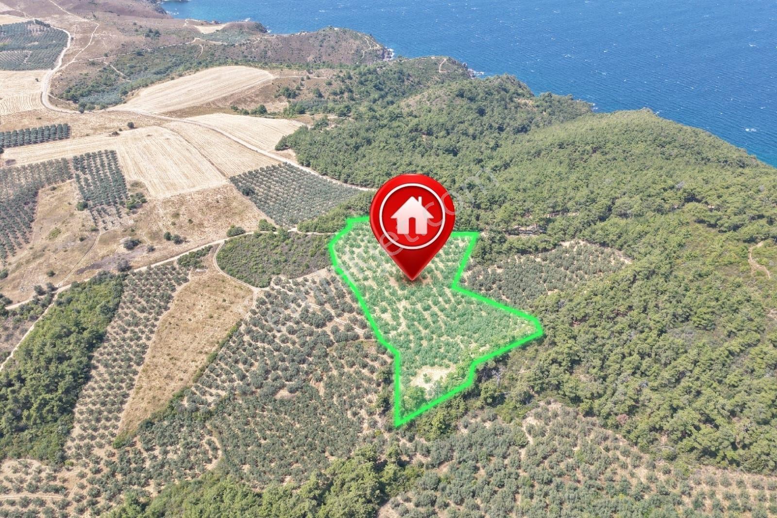 Mudanya Trilye Halilbey'de Acilll Satılık 12.836 M2 Zeytinlik - Görsel 5