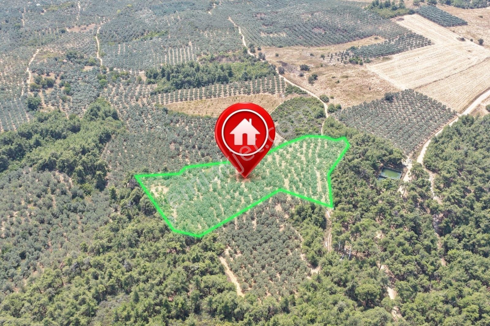 Mudanya Trilye Halilbey'de Acilll Satılık 12.836 M2 Zeytinlik - Görsel 2