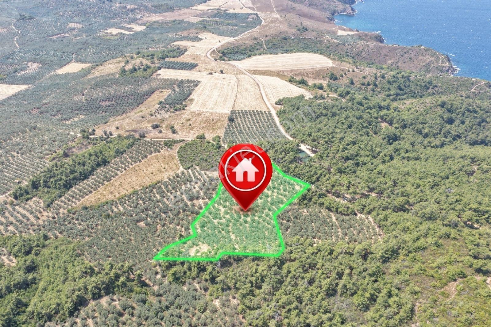 Mudanya Trilye Halilbey'de Acilll Satılık 12.836 M2 Zeytinlik - Görsel 3