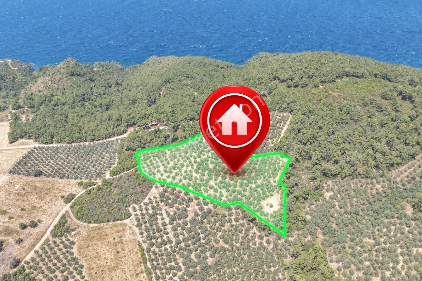 Mudanya Trilye Halilbey'de Acilll Satılık 12.836 M2 Zeytinlik
